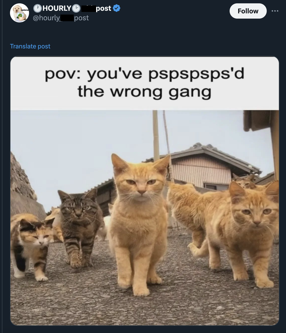 orange gangster cat - Hourly post post Translate post pov you've pspspsps'd the wrong gang